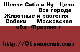 Щенки Сиба и Ну › Цена ­ 35000-85000 - Все города Животные и растения » Собаки   . Московская обл.,Фрязино г.